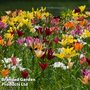 Nurserymans Choice Bulbs