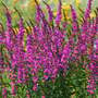 Lythrum salicaria 'Morden Pink'
