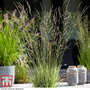 Molinia caerulea ssp. arundinacea 'Mostenveld'