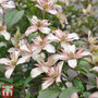 Clematis montana 'Marjorie'