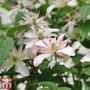 Clematis montana 'Marjorie'