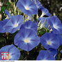 Morning Glory 'Heavenly Blue' (National Trust)