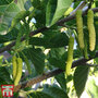 King White Mulberry