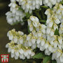 Pieris japonica 'Mountain Fire'