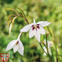 Gladiolus murielae