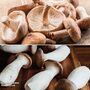 Mushroom Windowsill Kit Gourmet Duo