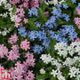 Myosotis 'Mon Amie Mixed'