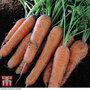 Organic Carrot 'Nantes 2' (Early maturing) - Seeds
