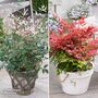 Nandina Colourful Duo