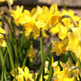 Narcissus 'Cornish Chuckles'