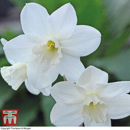 Narcissus 'Cornish Niveth'