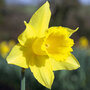 Narcissus 'Cornish Treglisson'