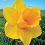 Narcissus 'Cornish Trelawney Gold'