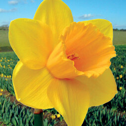 Narcissus 'Cornish Trelawney Gold'