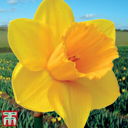 Narcissus 'Cornish Trelawney Gold'