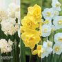 Daffodil 'Scented Collection'