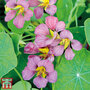 Nasturtium 'Purple Emperor' - Seeds