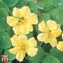 Nasturtium 'Whirlybird Cream' - Seeds