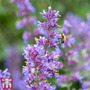 Nepeta racemosa 'Walkers Low'