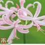 Nerine bowdenii 'Stefani'