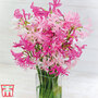 Nerine bowdenii 'Mixed'