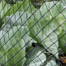 Walk In Fruit And Vegetable Cages Black Bird Netting
