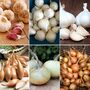 Onion, Garlic & Shallot Autumn Collection