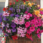 Nurseryman's Choice Hanging Basket Mixed Collection