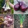 Bumper Autumn Plant Onion/Garlic/Shallot Collection