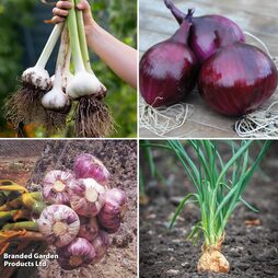 Bumper Autumn Plant Onion/Garlic/Shallot Collection