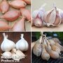 Onion and Garlic Saver Collection