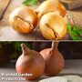 Onion Spring Planting Duo