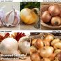 Onion + Garlic Saver Collection