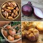 Bumper Onion, Garlic & Shallot Collection