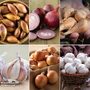 Autumn Planting Onion/Garlic/Shallot Collection