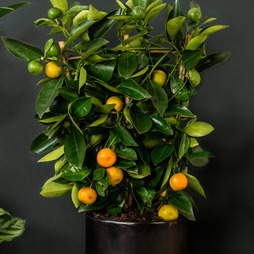 Calamondin Orange (Citrus Fruit)