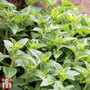 Oregano 'Hot and Spicy'