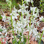 Ornithogalum nutans