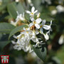 Osmanthus x burkwoodii