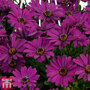Osteospermum Falling Stars'™ 'Erato Basket Purple'