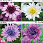Osteospermum 3D Collection