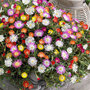 Delosperma cooperi 'Jewel of Desert' Collection