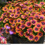 Osteospermum 'Purple Sun'