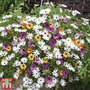 Osteospermum 'Falling Stars™'