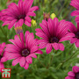 Osteospermum 'Tresco Purple' (Hardy)