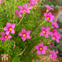 Oxalis hirta 'Gothenburg'