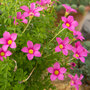 Oxalis hirta 'Gothenburg'