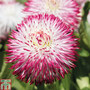 Bellis perennis 'Pomponette' Bicolour