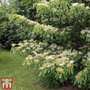 Cornus controversa 'Pagoda'