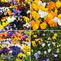 Winter Flowering Pansy Collection